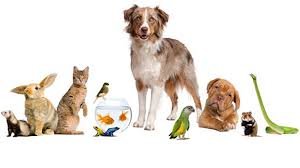 animal hospital - Negocios para la Venta Orlando Florida